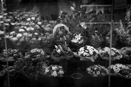 Florist Display by TR Smith