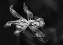 Final Fling by Kay Beausoleil