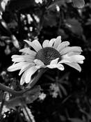 Daisy by Mary Jane Tenerelli