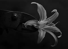 Day Lily by Michael Holtz