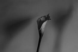 Calla Lily Shadows by Michael Holtz