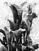 Calla Lilies by Massimo Pedriali