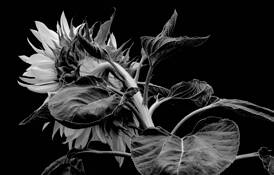 Sunflower Abstraction by Jerry Kay