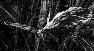 Palm Wings by Jerry Kay