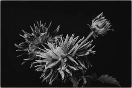 Summer Dahlia by Jane Sydney