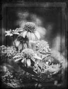 Echinacea and Asclepias by Ellen G. Ingram