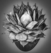 Martha's Agave by Jorge Gaj