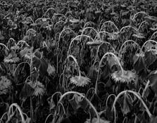 End of Summer by Dennis Fritsche