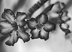 Triplets by Debbie Kestenberg