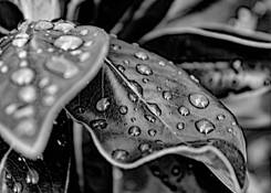 Rainy Morning by Debbie Kestenberg