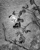 Simple Beauty by Doug Testa