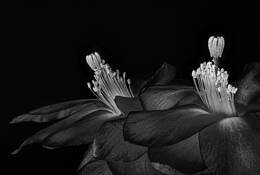 Schlumbergera by Don Rice