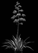 Agave Americana by Don Rice