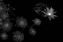 Nymphaea 'Foxfire' by Don Rice