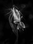 Milkweed by Don Rice