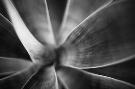 Transcendent by Jeremy Beckman