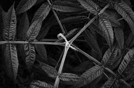 Leaf Whirlpool by Trotter Hardy