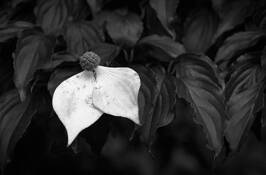 White Petals by Trotter Hardy