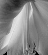 Lilly by Patrick Binns