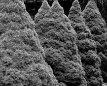 Conifers by Patrick Binns