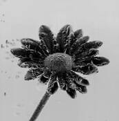 Flower 1 by Karen Thorpe