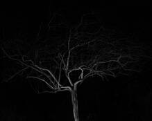 At Rest (Night Tree) by Robert Voorhees Jr