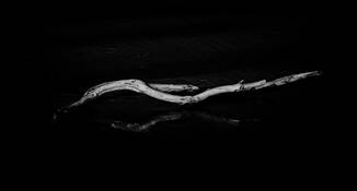 Stranded by Robert Voorhees Jr