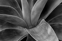 Agave by T. Brian Hager