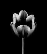 The Scream by Seta Karabadjian