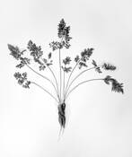 Together Forever by Javid Kamali