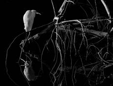 Moonlight Reflection by Sanford Davis