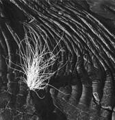 Pahoehoe Grace by Jim Tucker