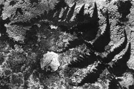 Fern Shadow by Jim Tucker