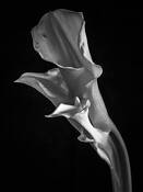 Calla Lilies by Michael Stoklos