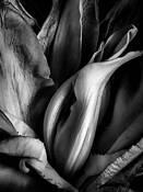 Flower Interior by Michael Stoklos