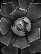 Succulent by David Ruderman