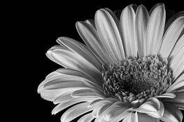 Flower of Hope by Bill Cole