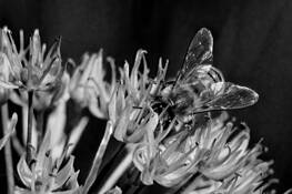 Well Planet Emissary by Larry Bean