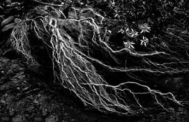 Clinging to the Past by Larry Bean