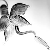 Untitled 4 by Antonia Pieczonka