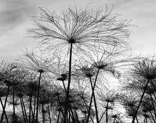 Botanic Garden by Carlos Caruso
