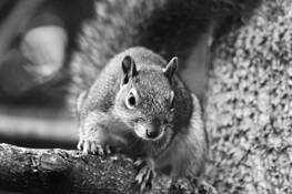 Squirrel #3 by James Selders