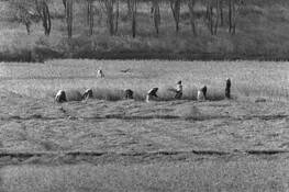 Pastoral by Richard Dweck