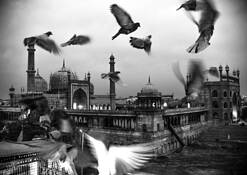 Pigeons by Robi Chakraborty