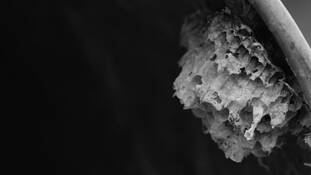 Wasp Nest by Taiwik David Chui
