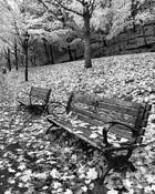 After the Rain by Kay Beausoleil