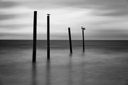 Birds and Ocean by David Lancaster