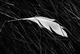 White Feather by Mary Woodman