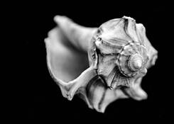 Sea Shell by Stuart Lieberman