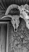 Steer Skulls by Michael Stoklos